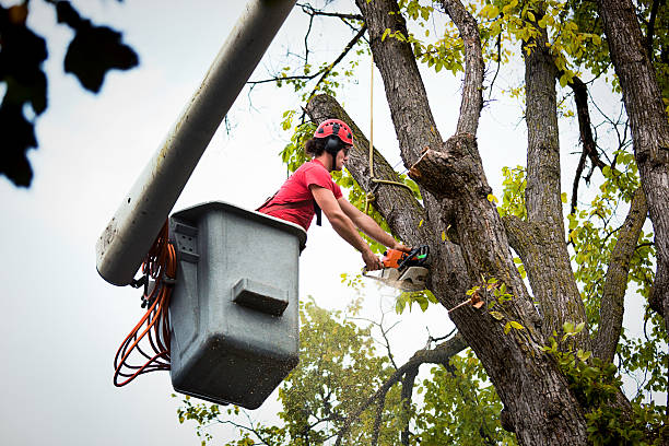 How Our Tree Care Process Works  in  Summit View, WA